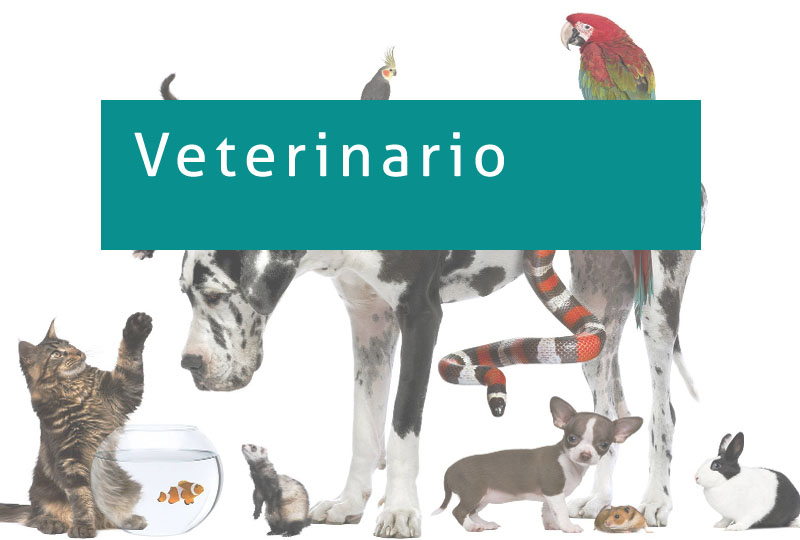 veterinarios